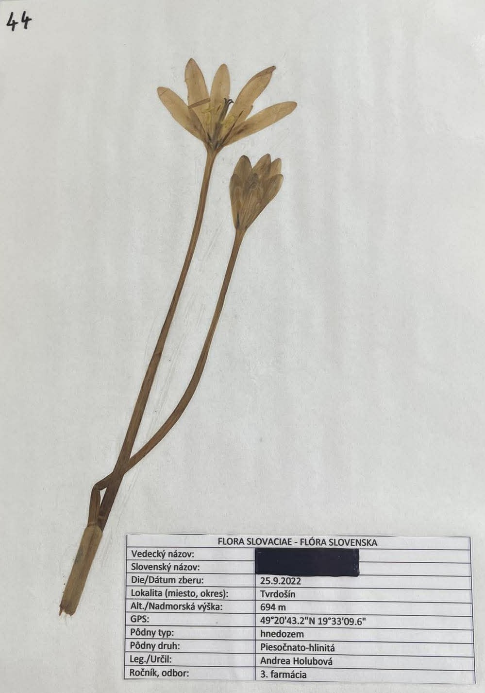 Rastlina Colchicum autumnale